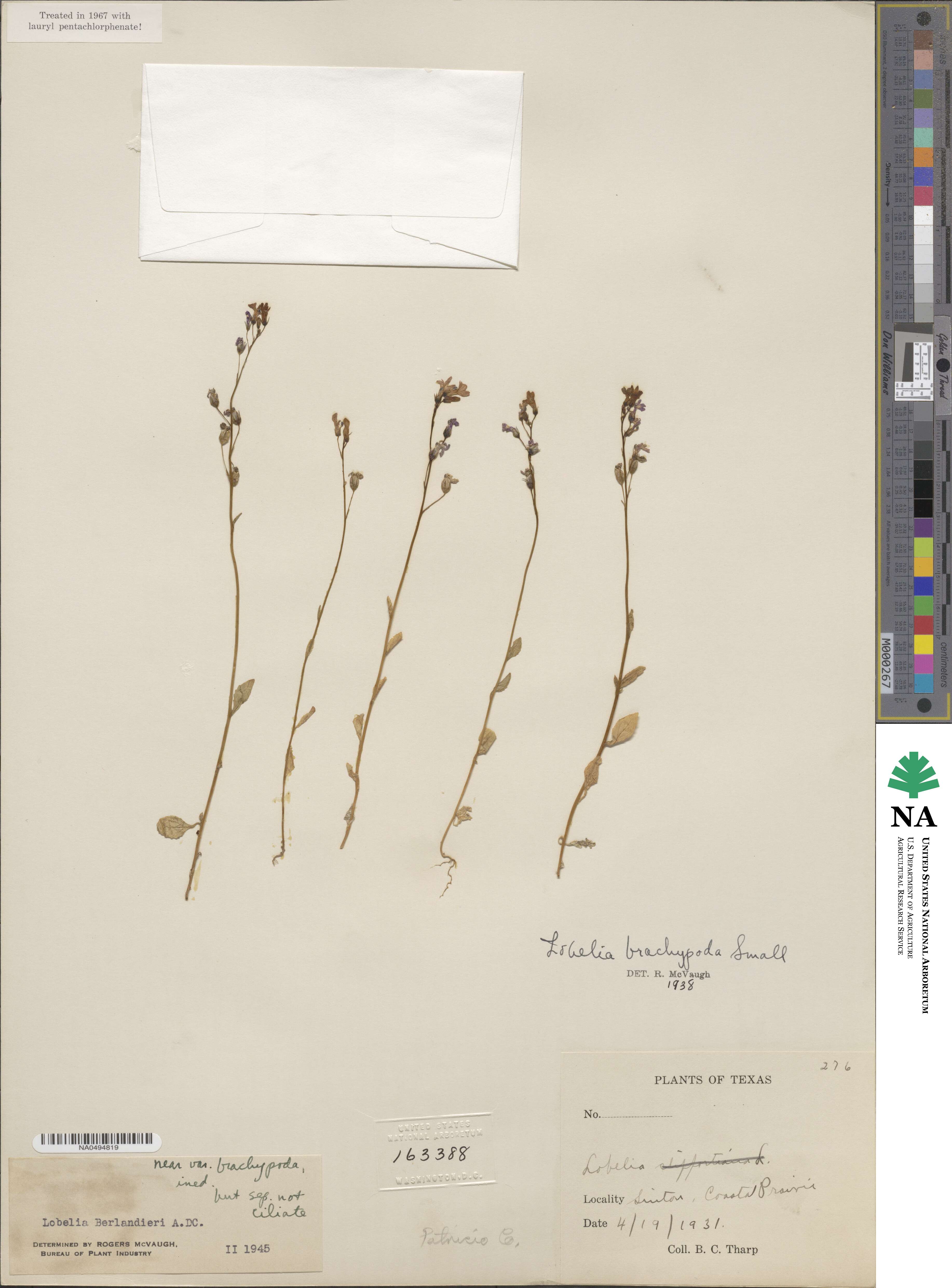 Lobelia berlandieri image