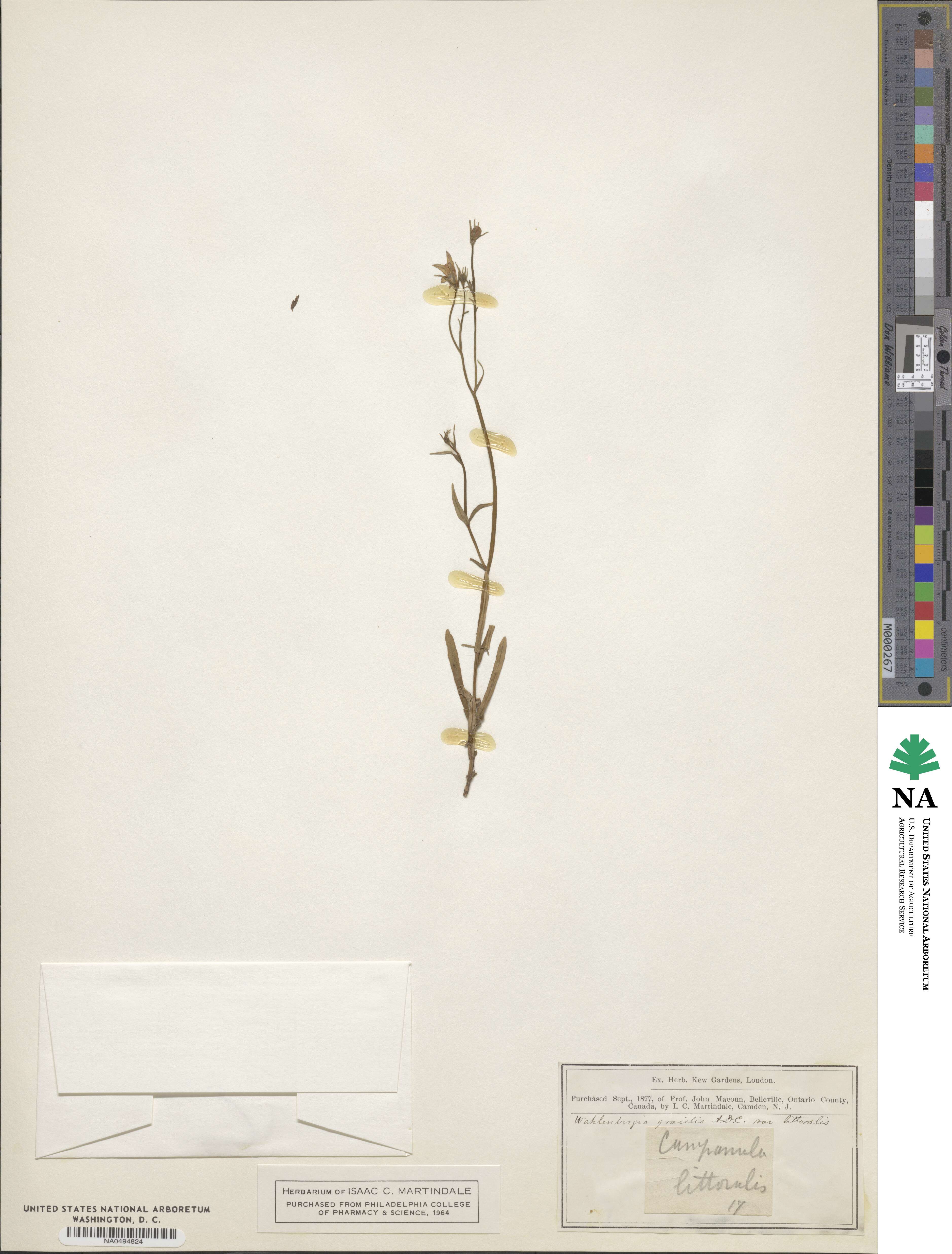 Wahlenbergia gracilis image