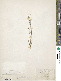 Image of Wahlenbergia gracilis