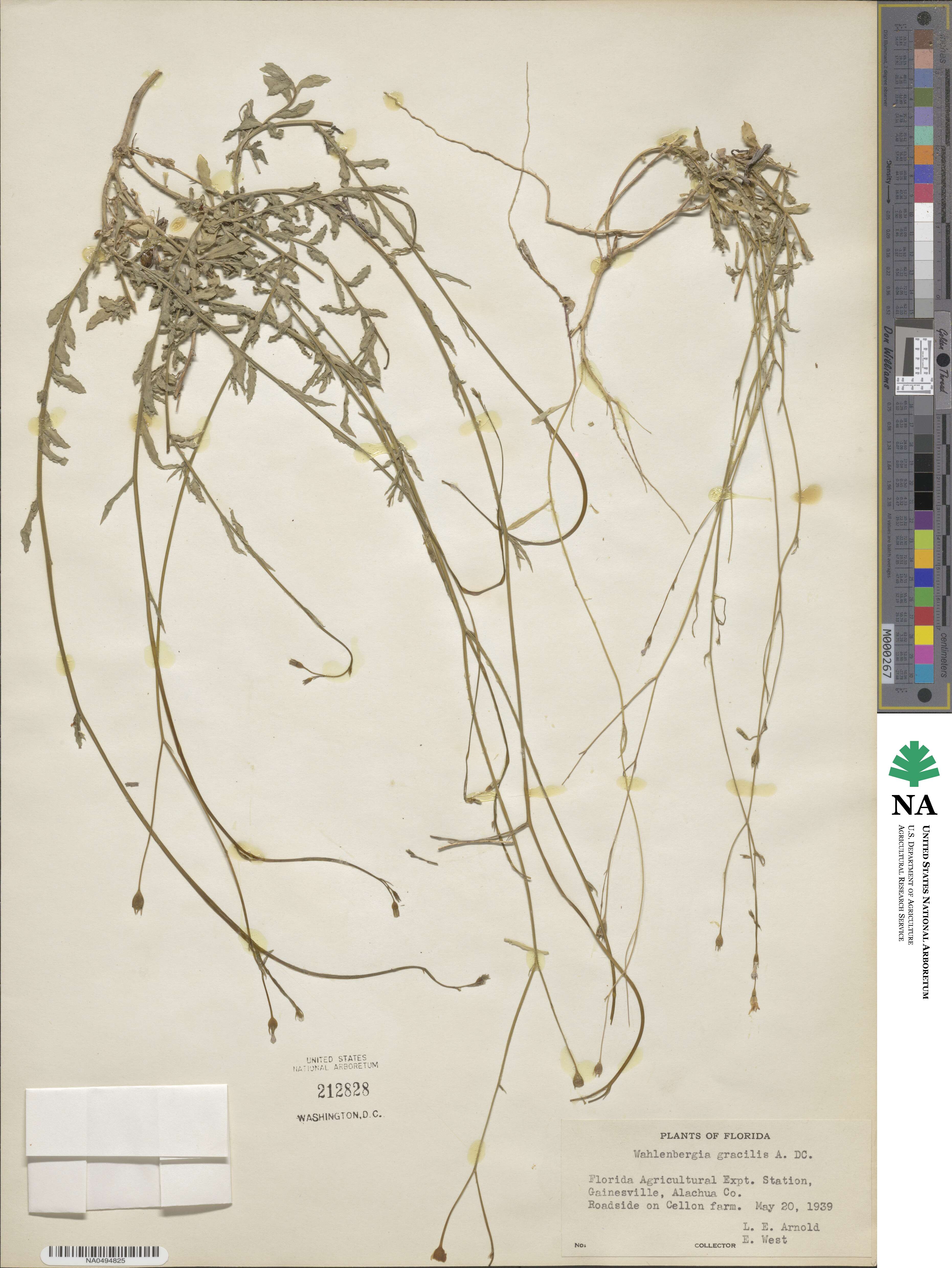 Wahlenbergia gracilis image