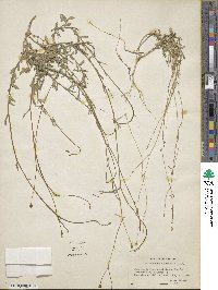 Wahlenbergia gracilis image