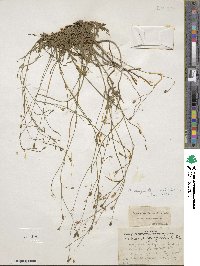 Image of Wahlenbergia marginata