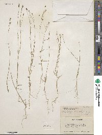 Wahlenbergia marginata image