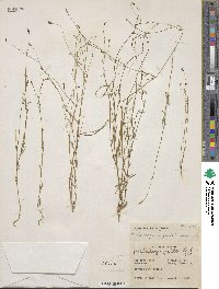 Wahlenbergia marginata image