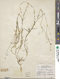 Wahlenbergia marginata image