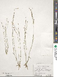 Wahlenbergia marginata image