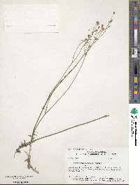 Wahlenbergia marginata image