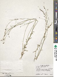 Wahlenbergia marginata image