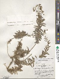 Wahlenbergia fernandeziana image