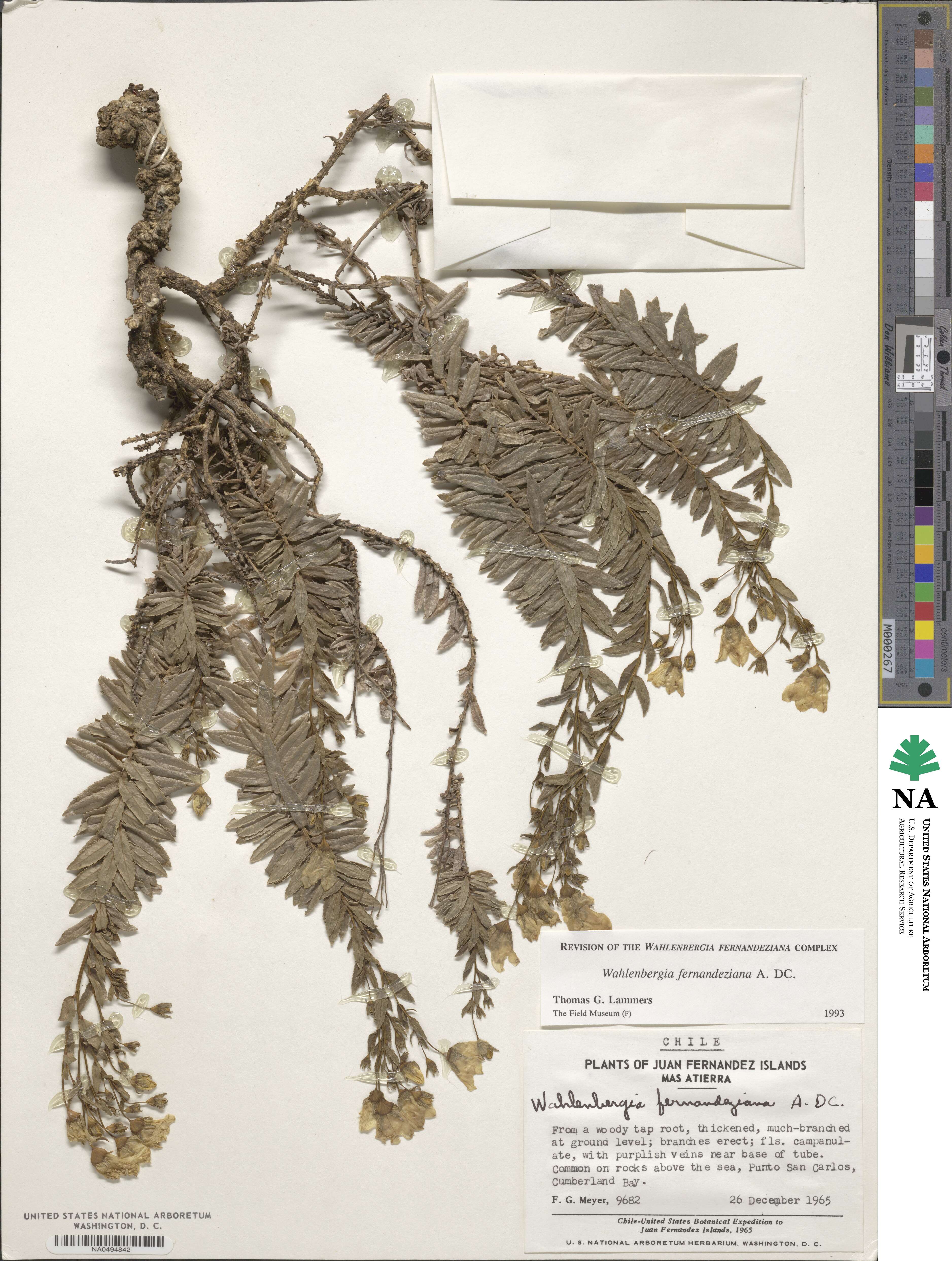 Wahlenbergia fernandeziana image