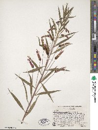 Lobelia laxiflora subsp. laxiflora image