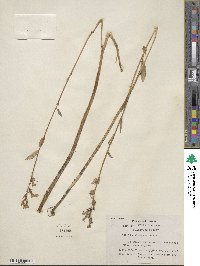 Lobelia elongata image