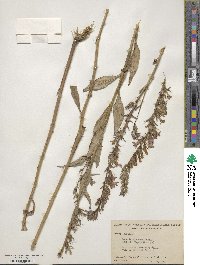 Lobelia elongata image