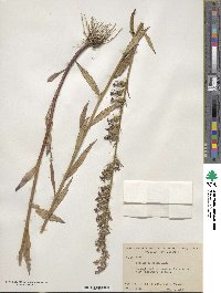 Lobelia elongata image