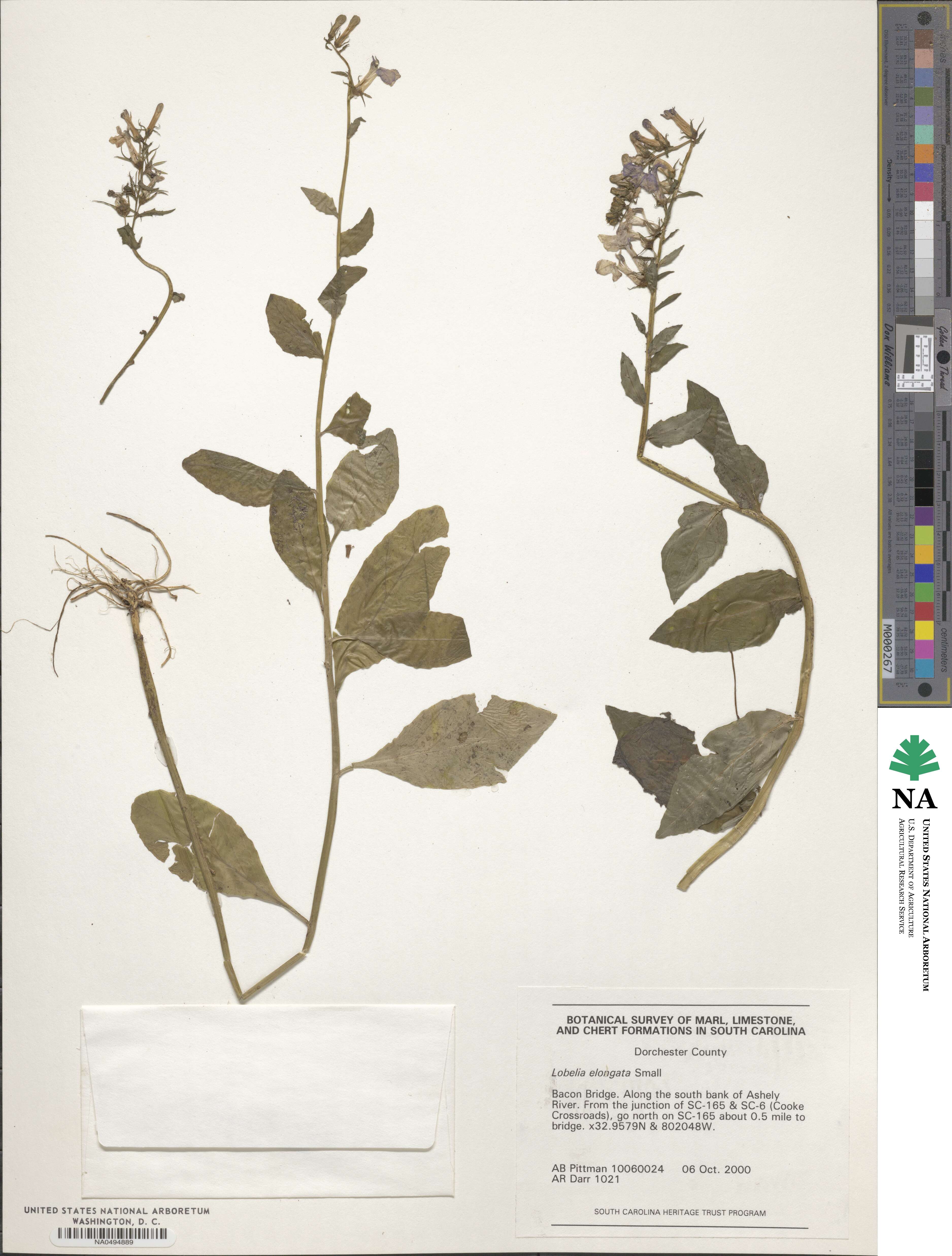 Lobelia elongata image