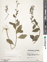 Lobelia elongata image