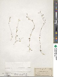 Lobelia feayana image