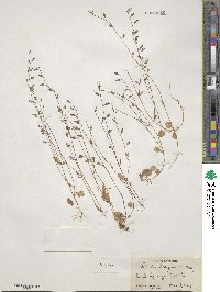 Lobelia feayana image