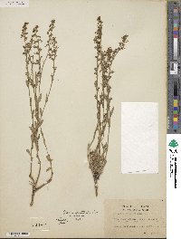 Lobelia fenestralis image