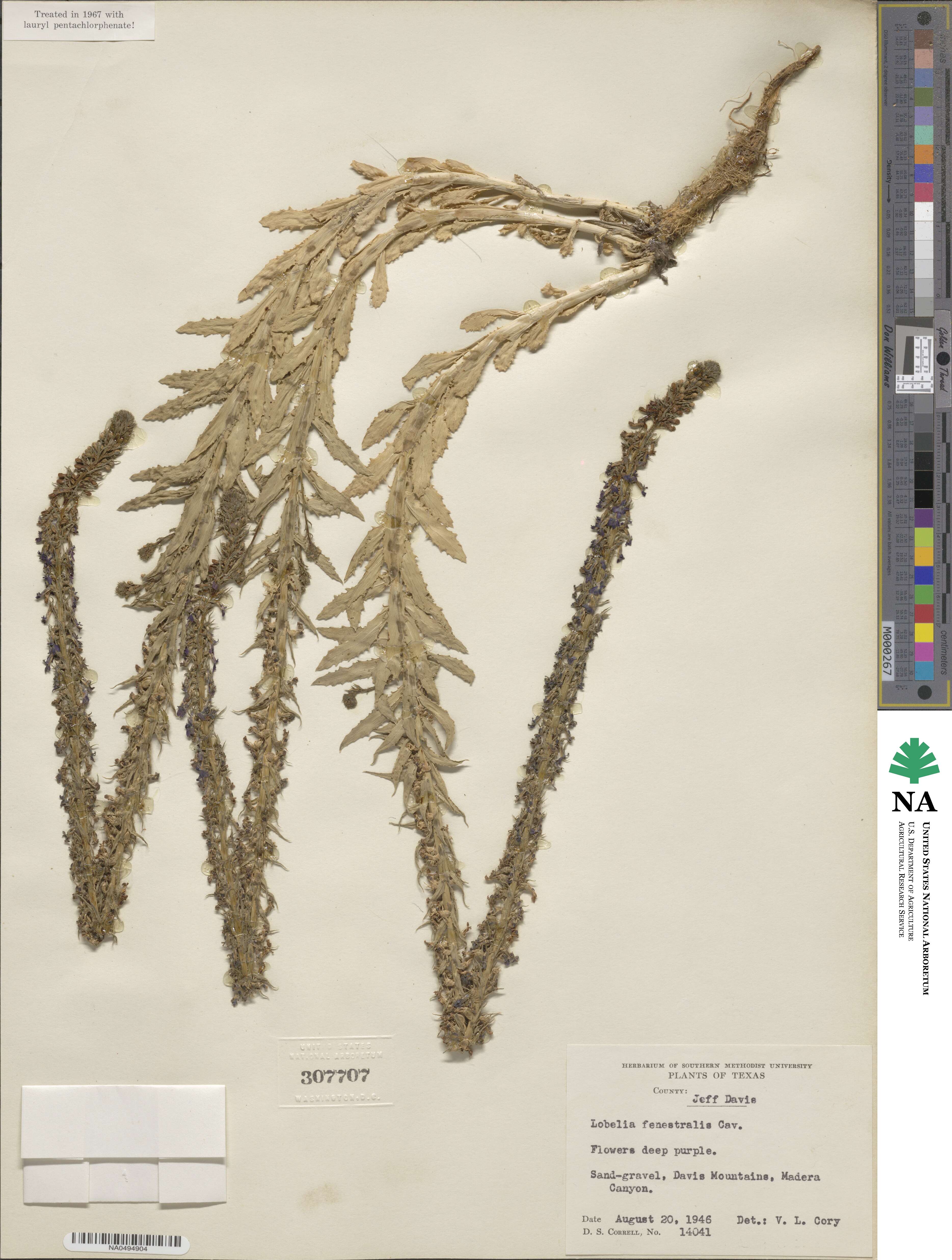 Lobelia fenestralis image