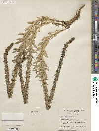 Lobelia fenestralis image