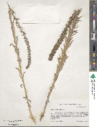 Lobelia fenestralis image