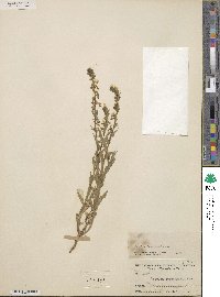 Lobelia fenestralis image