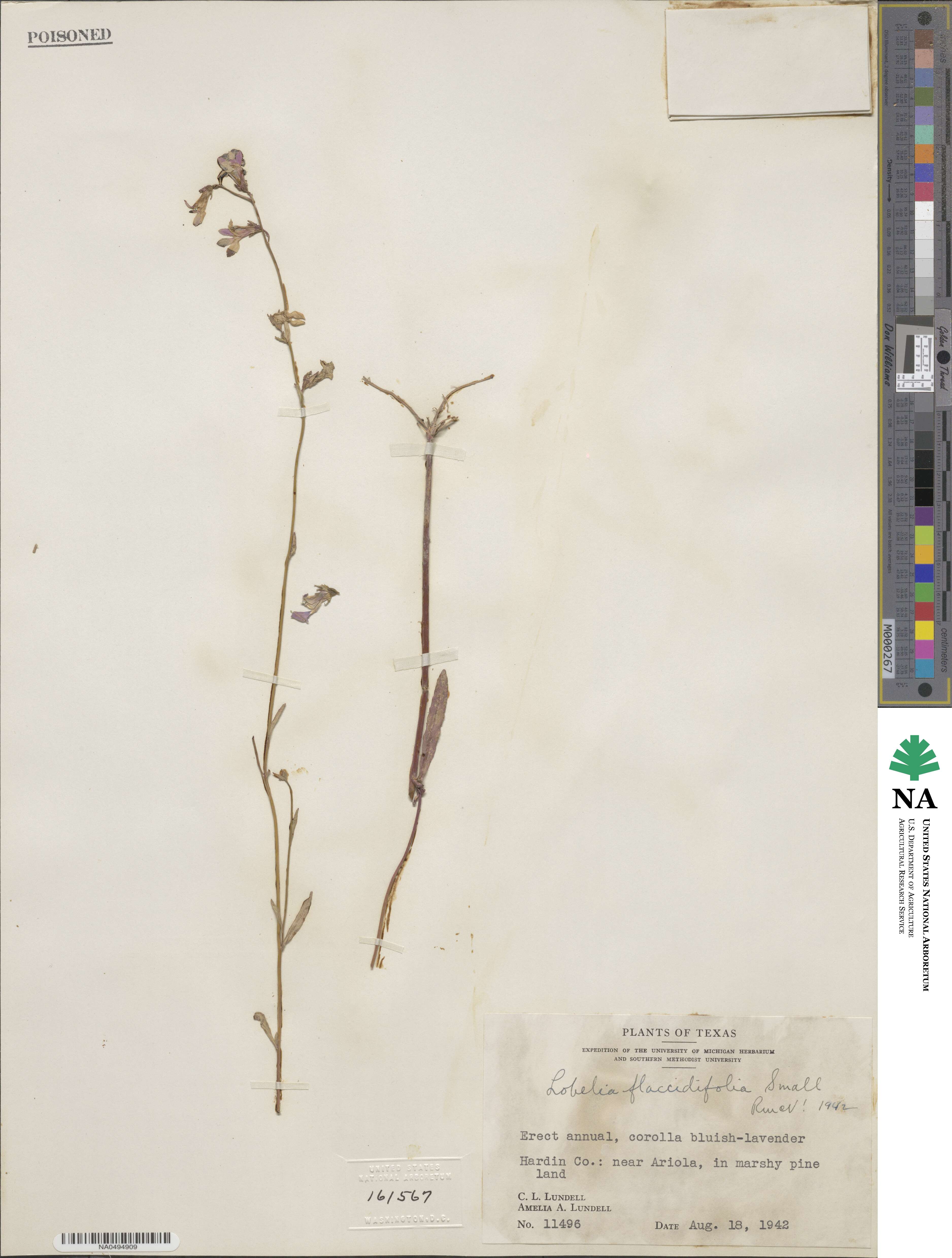 Lobelia flaccidifolia image