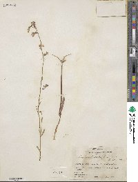 Lobelia flaccidifolia image