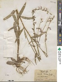 Lobelia flaccidifolia image