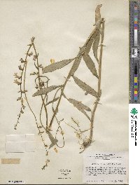 Lobelia flaccidifolia image