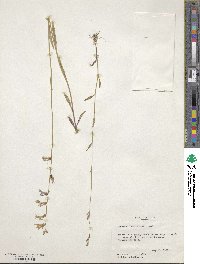 Lobelia flaccidifolia image