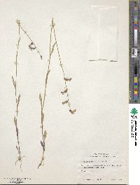 Lobelia flaccidifolia image