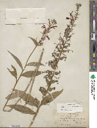 Lobelia cardinalis image