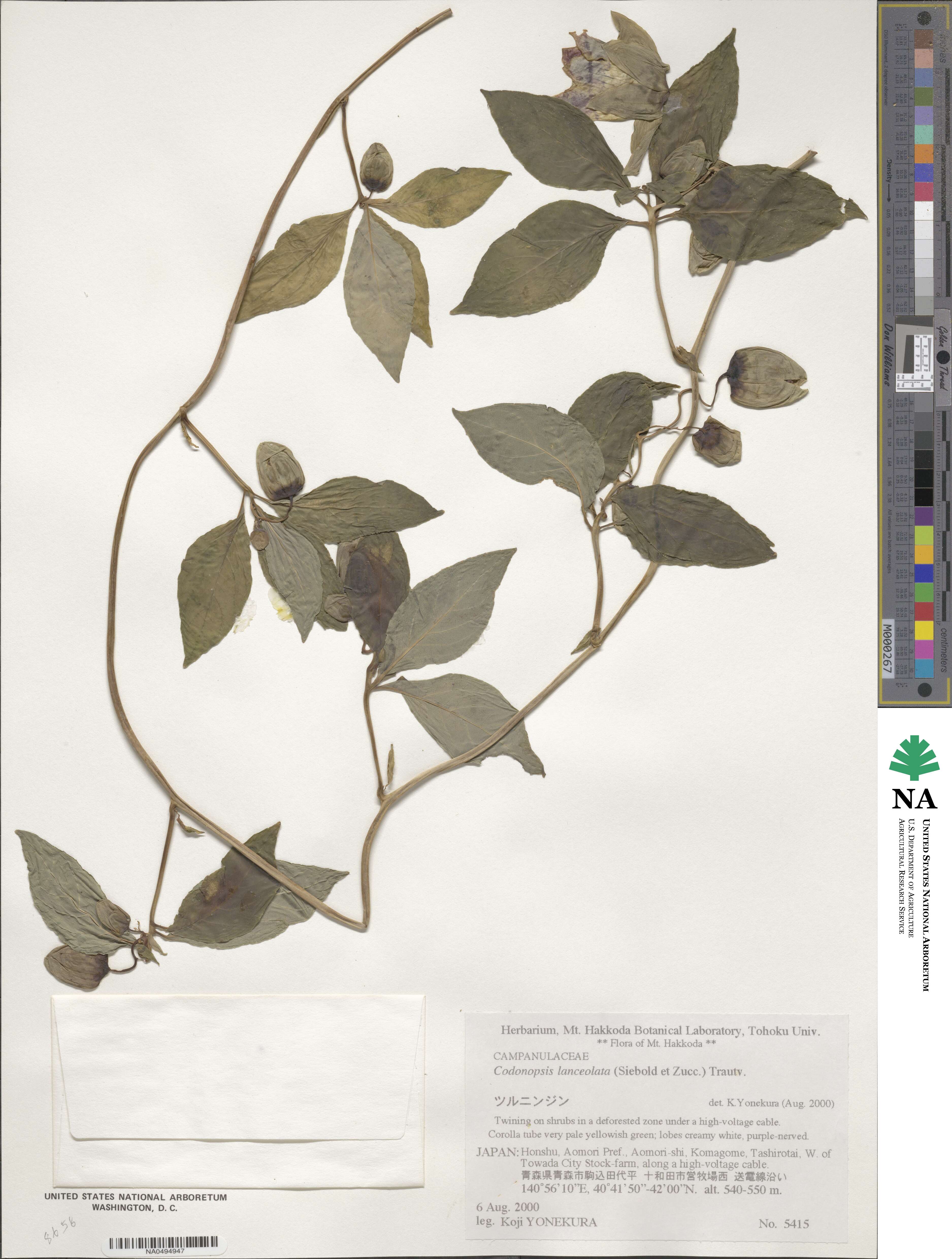 Codonopsis lanceolata image