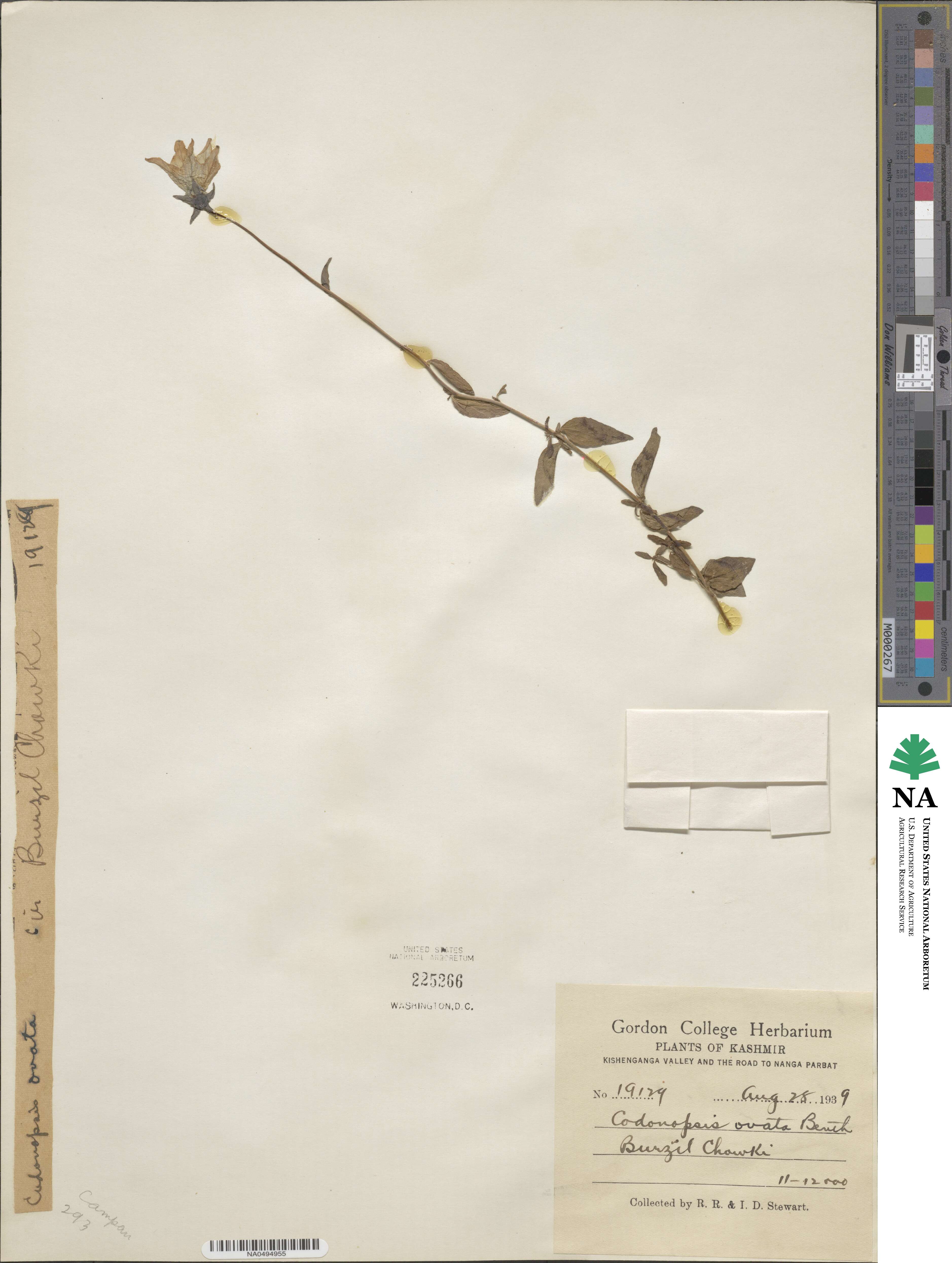 Codonopsis ovata image