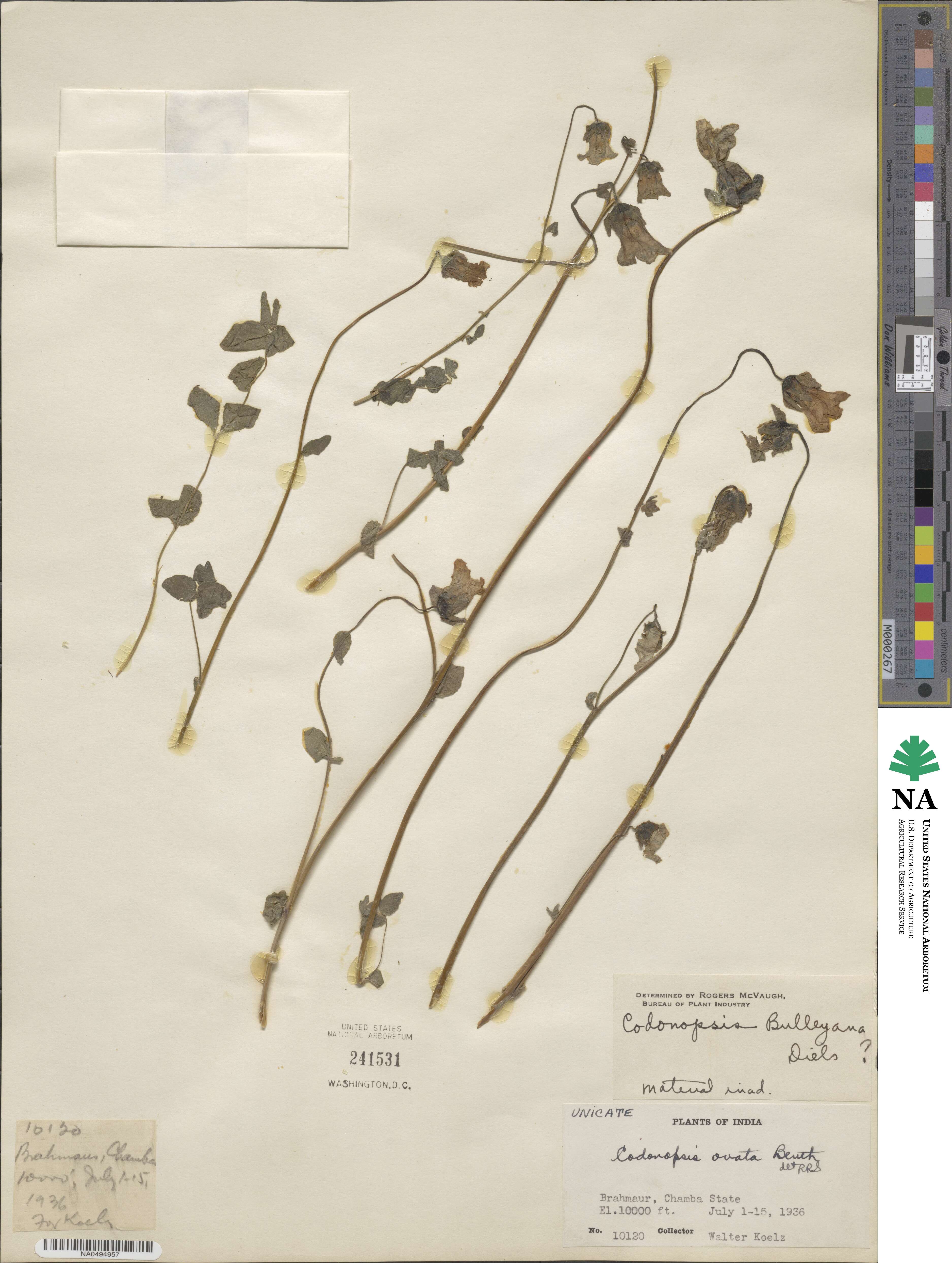 Codonopsis ovata image