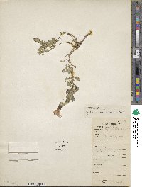 Cyananthus lobatus image