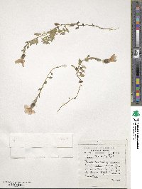 Cyananthus lobatus image