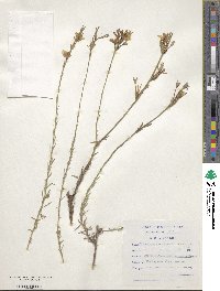 Image of Prismatocarpus campanuloides