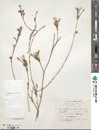 Prismatocarpus campanuloides image