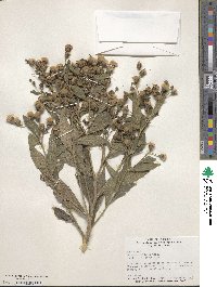 Vernonia baldwinii image