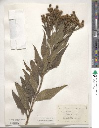 Vernonia baldwinii image