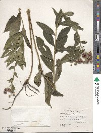 Vernonia baldwinii image