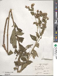 Vernonia baldwinii image