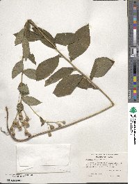 Vernonia baldwinii image