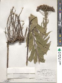 Vernonia baldwinii image