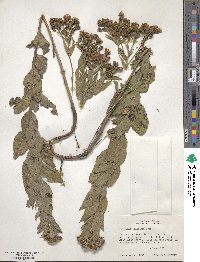 Vernonia baldwinii image