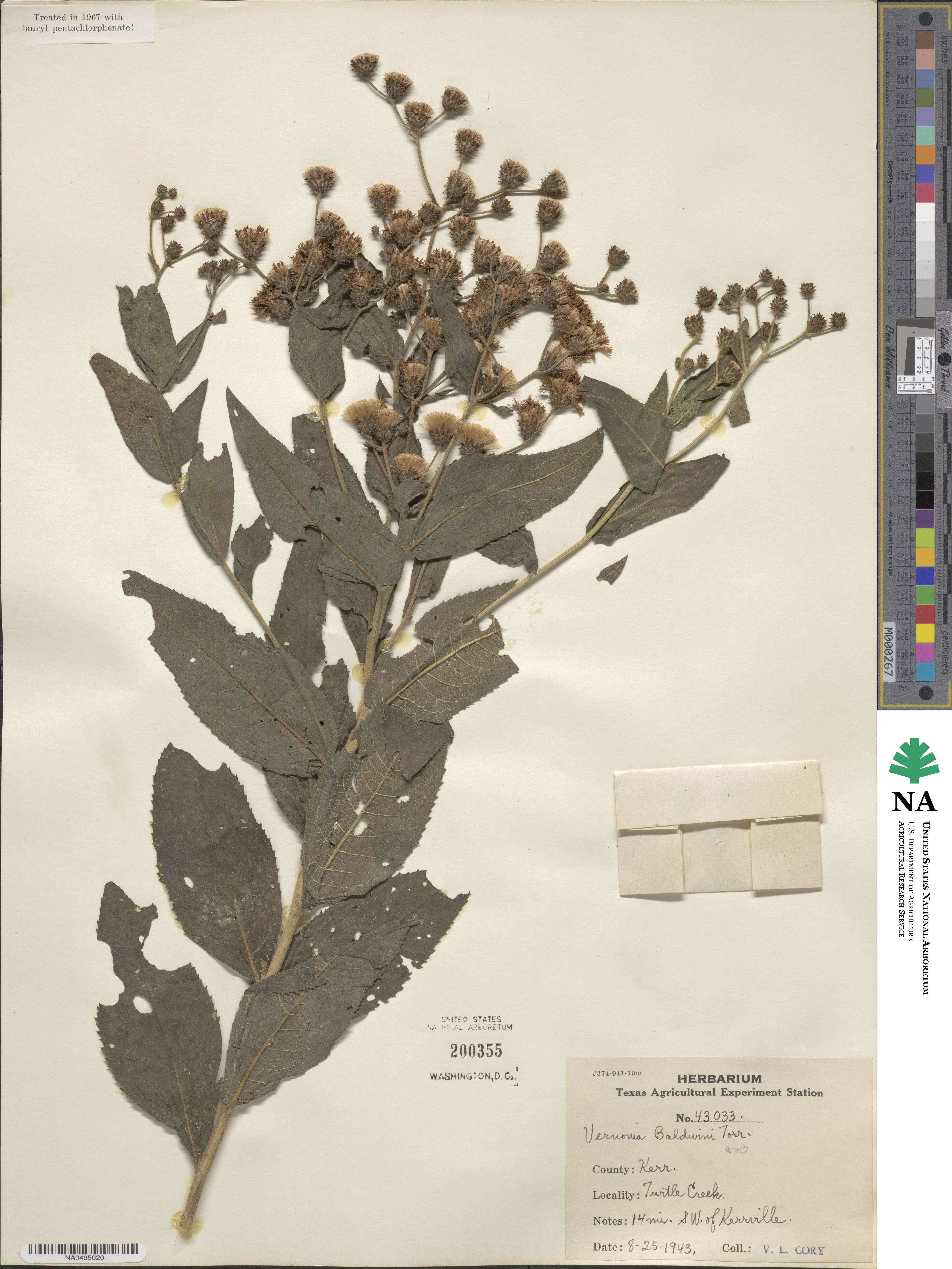 Vernonia baldwinii image