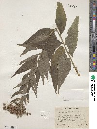 Vernonia baldwinii image